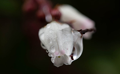 冬の草花の写真